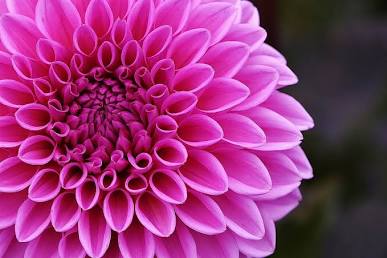 Disbudding Portland dahlias in July with side buds removed for larger central blooms in a sunny bed