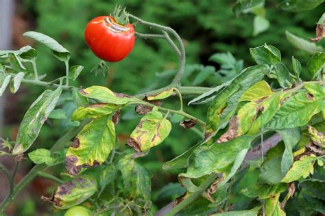 Scout tomato plants every morning this week for late blight. The tell is olive brown lesions on leaves with a pale fuzzy underside, plus greasy dark patches on stems. Wednesday's 75°F high paired with a 64°F low is exactly the fog window blight loves, bag and trash infected material, never compost it.