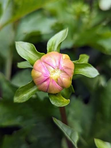 Dahlia disbudding in July with drip irrigation running through a Zone 8b flower bed