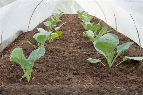Overwintering spinach and mache go in this week for a February and March harvest. Sow seed a half inch deep, then let Friday's 0.2 inches of rain do the germination watering. Cover the row with floating row cover once seedlings emerge to buffer the first hard nights.